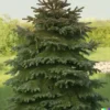 20 Himalayan Spruce Tree Seeds (Picea smithiana) Morinda - GIANT TALL Conifer!