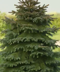 20 Himalayan Spruce Tree Seeds (Picea smithiana) Morinda - GIANT TALL Conifer!