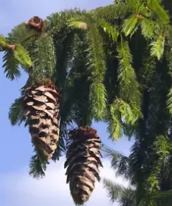 20 Himalayan Spruce Tree Seeds (Picea smithiana) Morinda - GIANT TALL Conifer!