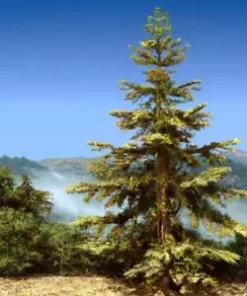 20 Himalayan Spruce Tree Seeds (Picea smithiana) Morinda - GIANT TALL Conifer!