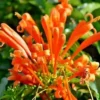 20 Honeysuckle Vine Seeds (L. ciliosa) Orange Flowers,