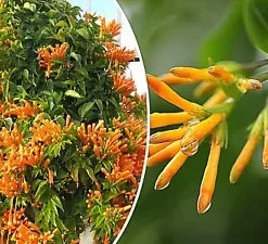 20 Honeysuckle Vine Seeds (L. ciliosa) Orange Flowers,