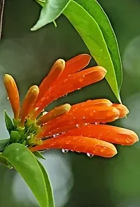 20 Honeysuckle Vine Seeds (L. ciliosa) Orange Flowers,