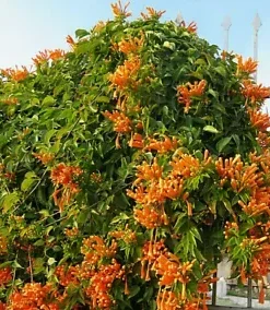 20 Honeysuckle Vine Seeds (L. ciliosa) Orange Flowers,