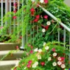 20 Hummingbird Vine Flower Seeds: Mixed Colors (Ipo. quamoclit) Cardinal Climber