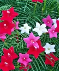 20 Hummingbird Vine Flower Seeds: Mixed Colors (Ipo. quamoclit) Cardinal Climber