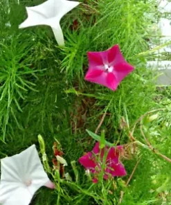 20 Hummingbird Vine Flower Seeds: Mixed Colors (Ipo. quamoclit) Cardinal Climber