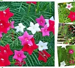20 Hummingbird Vine Flower Seeds: Mixed Colors (Ipo. quamoclit) Cardinal Climber