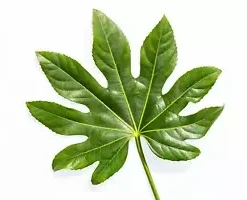 20 Japanese Aralia (Fatsia japonica) Seeds | Indoor Potted or Border Plant