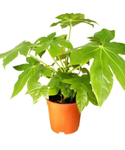 20 Japanese Aralia (Fatsia japonica) Seeds | Indoor Potted or Border Plant