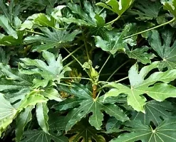 20 Japanese Aralia (Fatsia japonica) Seeds | Indoor Potted or Border Plant