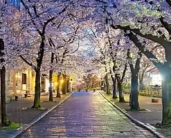 20 Japanese Cherry Blossom Tree Seeds, P. serrulata Pink Flowering Sakura Bonsai