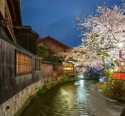 20 Japanese Cherry Blossom Tree Seeds, P. serrulata Pink Flowering Sakura Bonsai