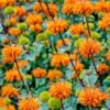 20 Klip Dagga Seeds | Leonotis Nepetifolia Lions Ear, Orange Flower, Garden Herb