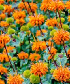 20 Klip Dagga Seeds | Leonotis Nepetifolia Lions Ear, Orange Flower, Garden Herb