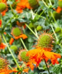 20 Klip Dagga Seeds | Leonotis Nepetifolia Lions Ear, Orange Flower, Garden Herb