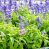 20 Munz's Sage Seeds | California Landscaping (Salvia munzii) Rock, Border Plant