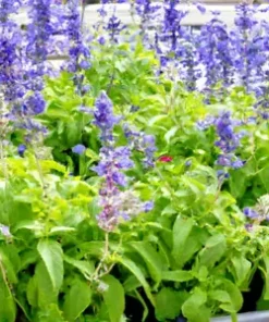 20 Munz's Sage Seeds | California Landscaping (Salvia munzii) Rock, Border Plant