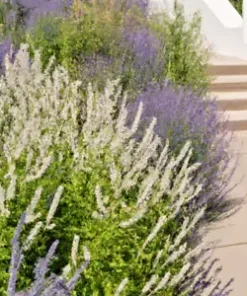 20 Munz's Sage Seeds | California Landscaping (Salvia munzii) Rock, Border Plant