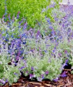 20 Munz's Sage Seeds | California Landscaping (Salvia munzii) Rock, Border Plant