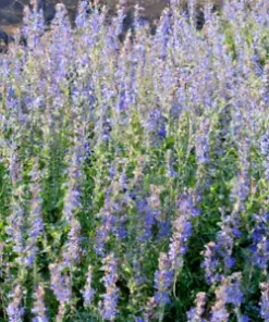 20 Munz's Sage Seeds | California Landscaping (Salvia munzii) Rock, Border Plant