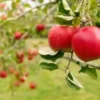 20 Paradise Apple Seeds (Malus Domestica) | Edible Fruit Tree, USA