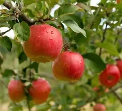 20 Paradise Apple Seeds (Malus Domestica) | Edible Fruit Tree, USA