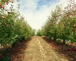 20 Paradise Apple Seeds (Malus Domestica) | Edible Fruit Tree, USA