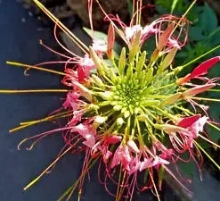 20 Pink Honeysuckle Seeds (L. hispidula) | Flowering Vine, Climbing Flower Shrub