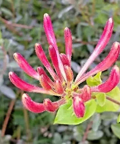 20 Pink Honeysuckle Seeds (L. hispidula) | Flowering Vine, Climbing Flower Shrub