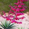 20+ RED YUCCA SEEDS (Hesperaloe parviflora) Hummingbird & Butterfly Flower Plant