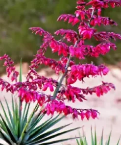 20+ RED YUCCA SEEDS (Hesperaloe parviflora) Hummingbird & Butterfly Flower Plant