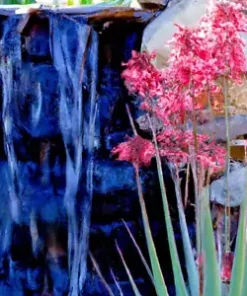 20+ RED YUCCA SEEDS (Hesperaloe parviflora) Hummingbird & Butterfly Flower Plant