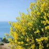 20 Spanish Broom Seeds (Spartium junceum) Weavers Broom Yellow Flower Bush Shrub