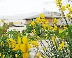 20 Spanish Broom Seeds (Spartium junceum) Weavers Broom Yellow Flower Bush Shrub