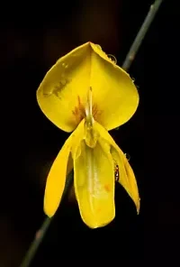 20 Spanish Broom Seeds (Spartium junceum) Weavers Broom Yellow Flower Bush Shrub