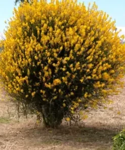 20 Spanish Broom Seeds (Spartium junceum) Weavers Broom Yellow Flower Bush Shrub