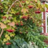 20 Squashberry Seeds RARE (Viburnum edule) Edible Fruit Bush Cranberry Plant