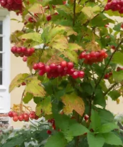 20 Squashberry Seeds RARE (Viburnum edule) Edible Fruit Bush Cranberry Plant