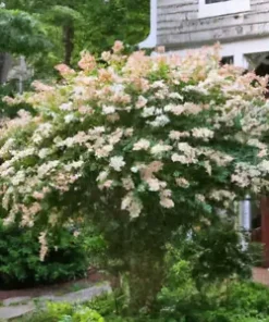 20 Squashberry Seeds RARE (Viburnum edule) Edible Fruit Bush Cranberry Plant