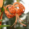 20+ TIGER LILY SEEDS (Lilium columbianum) Spotted Flowers