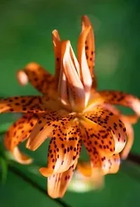 20+ TIGER LILY SEEDS (Lilium columbianum) Spotted Flowers