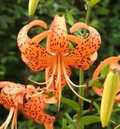 20+ TIGER LILY SEEDS (Lilium columbianum) Spotted Flowers