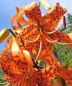 20+ TIGER LILY SEEDS (Lilium columbianum) Spotted Flowers