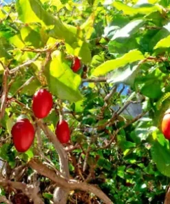 20 Tamarillo Seeds, Tomato Tree (Cyphomandra Betacea) , FAST GROWING