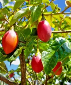 20 Tamarillo Seeds, Tomato Tree (Cyphomandra Betacea) , FAST GROWING