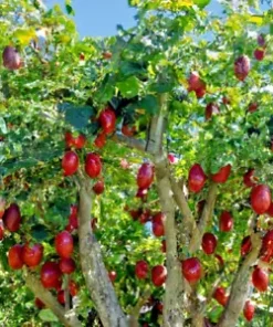 20 Tamarillo Seeds, Tomato Tree (Cyphomandra Betacea) , FAST GROWING