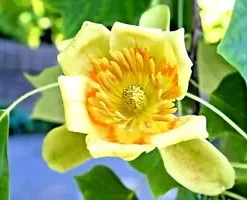 20 Tulip Poplar Seeds (Liriodendron tulipifera) TULIP TREE, BIG FLOWERS USA Sell