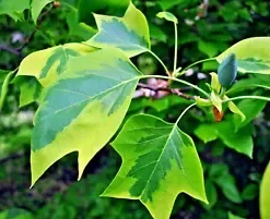 20 Tulip Poplar Seeds (Liriodendron tulipifera) TULIP TREE, BIG FLOWERS USA Sell