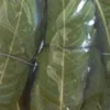 200 FRESH MANGO LEAVES 100% ORGANIC NATURE MEDICINE GROWN IN FLORIDA, USA
